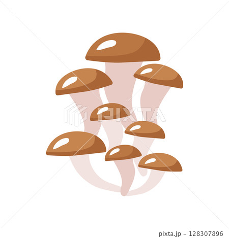 Autumn oyster mushroom. Vector illustration isolated. For the design, decoration or printing of postcards Autumn oyster mushroom. Vector illustration isolated. For the design, decoration or printing of postcards 128307896