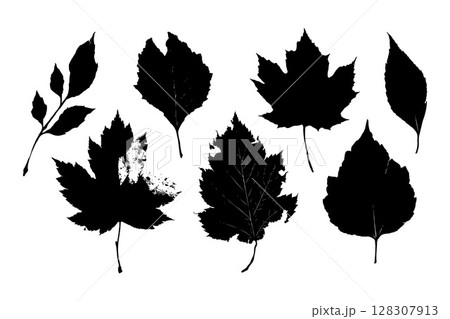 Collection of black leaf silhouettes from different tree species, realistic graphic style, isolated on white background, concept of nature diversity Collection of black leaf silhouettes from different tree species, realistic graphic style, isolated on white background, concept of nature diversity 128307913
