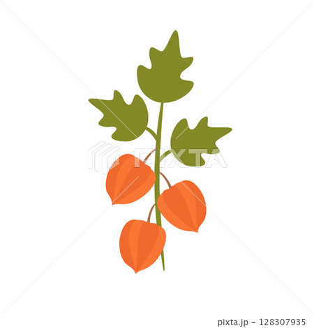 Physalis, an autumn branch with fruits. Vector illustration isolated. For design, decoration or postcards 128307935