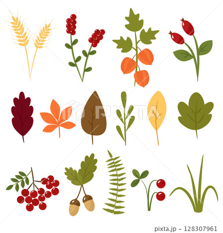 Autumn collection of leaves and berries. Cartoon pictures of wheat, cranberry, physalis, maple, acorn, mountain ash. Vector illustration isolated. For design or decoration 128307961