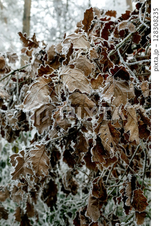 Winter landscape background 128308235