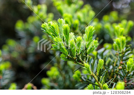 初夏に芽生えたキャラボクの新芽 128308284