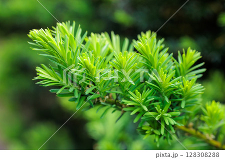 初夏に芽生えたキャラボクの新芽 128308288