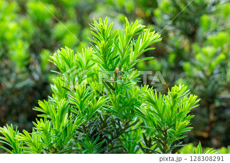 初夏に芽生えたキャラボクの新芽 128308291