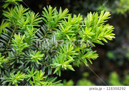 初夏に芽生えたキャラボクの新芽 128308292