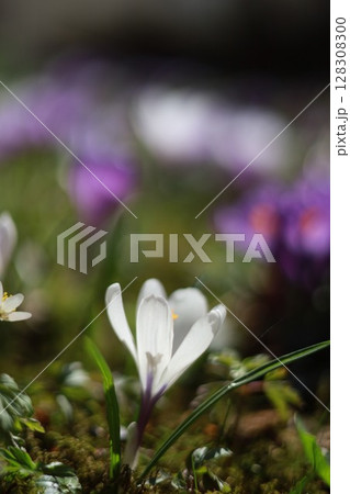 A white flower is the main focus of the image A white flower is the main focus of the image 128308300