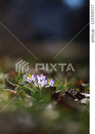 A purple flower is the main focus of the image A purple flower is the main focus of the image 128308317