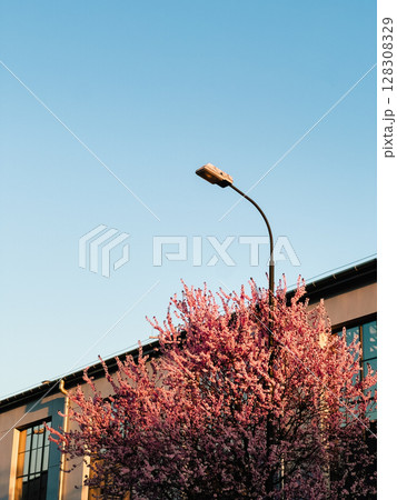 Pink flowers blossoming on tree in spring, next to street lamp and modern building, with clear blue sky in background, creating vibrant urban springtime scene. Pink tree blossoms near street lamp Pink flowers blossoming on tree in spring, next to street lamp and modern building, with clear blue sky in background, creating vibrant urban springtime scene. Pink tree blossoms near street lamp 128308329