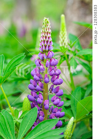森林公園で美しく咲く紫色のルピナスの花 128308383