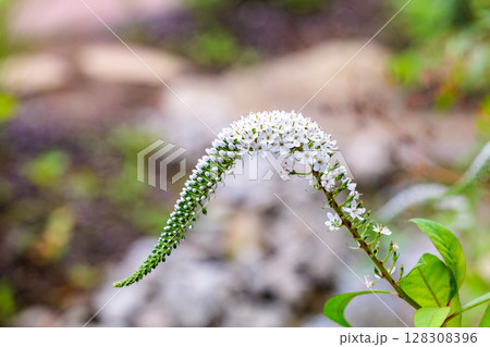 初夏のガーデンで白いシッポの様に咲くトラノオの花 128308396