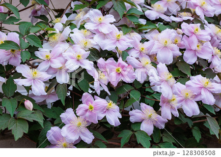 ガーデンの美しくてとても良い香りがするクレマチスメイリーンの花 128308508