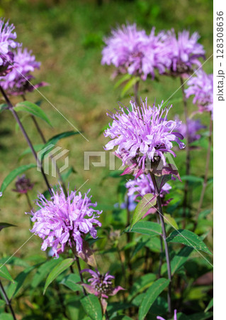 ガーデンで良い香りがするピンク色のモナルダの花 128308636