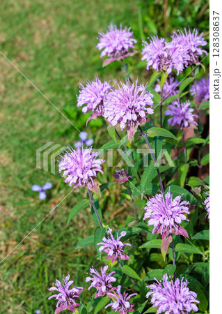 ガーデンで良い香りがするピンク色のモナルダの花 128308637