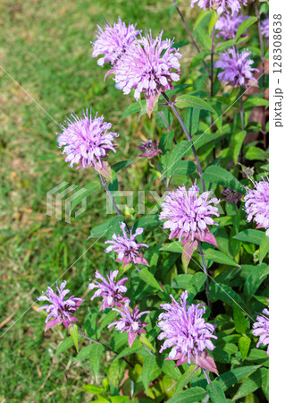 ガーデンで良い香りがするピンク色のモナルダの花 128308638