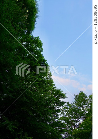 深い木々の緑から望む青空 深い木々の緑から望む青空 128308695