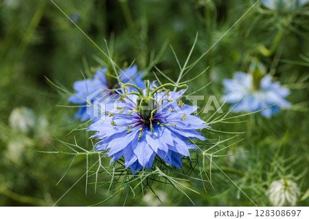 ガーデンで咲く美しいブルーのニゲラの花のクローズアップ 128308697