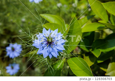 ガーデンで咲く美しいブルーのニゲラの花のクローズアップ ガーデンで咲く美しいブルーのニゲラの花のクローズアップ 128308703