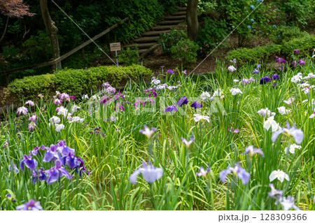 薬師池公園の菖蒲 128309366