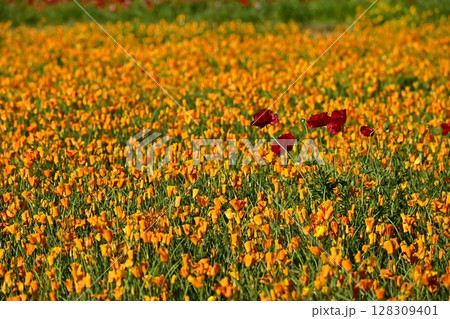 カリフォルニアポピーの花畑にシャーレポピーの花 カリフォルニアポピーの花畑にシャーレポピーの花 128309401
