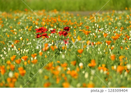 カリフォルニアポピーの花畑にシャーレポピーの花 128309404