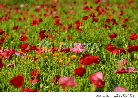 ポピーの花畑 128309408
