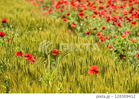 麦畑の中に咲くポピーの花 128309412