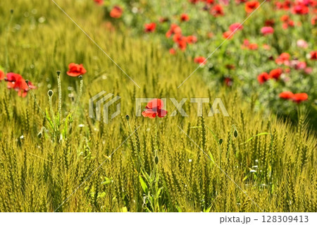 麦畑の中に咲くポピーの花とポピーの花畑 麦畑の中に咲くポピーの花とポピーの花畑 128309413