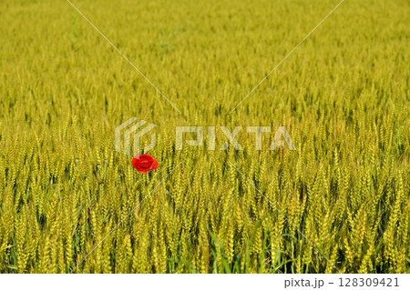 麦畑の中に咲くポピーの花 麦畑の中に咲くポピーの花 128309421
