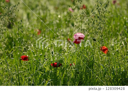 朝露付く野草の中に咲くポピーの花 128309428