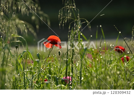 朝露付く野草の中に咲くポピーの花 128309432
