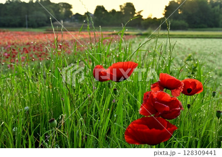 朝露付く野草の中に咲くポピーの花とポピーの花畑 128309441