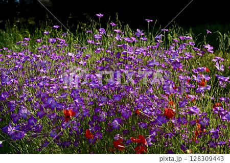 ムギナデシコの花畑と混じって咲くポピーの花 ムギナデシコの花畑と混じって咲くポピーの花 128309443