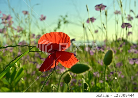 ムギナデシコの花畑の中に咲くポピーの花 128309444