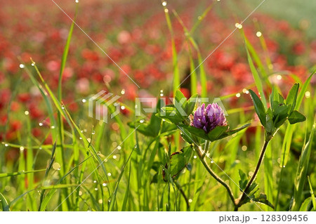 ポピーの花畑の傍に咲く朝露付くアカツメクサ 128309456