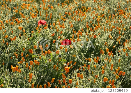 カリフォルニアポピーの花畑にシャーレポピーの花 カリフォルニアポピーの花畑にシャーレポピーの花 128309459