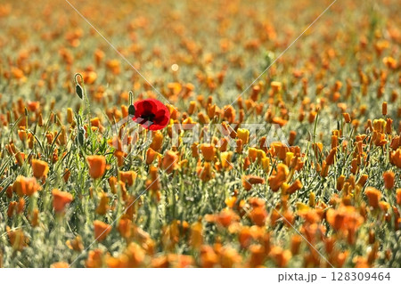 カリフォルニアポピーの花畑にシャーレポピーの花 128309464