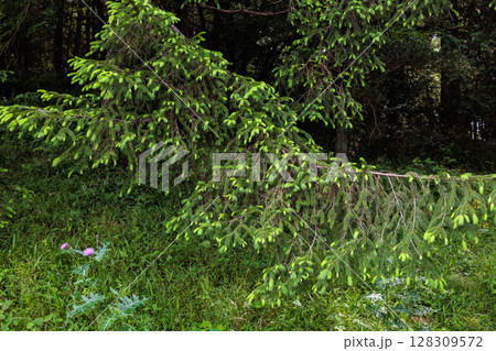 春を迎えた細い若葉が美しいドイツトウヒ 128309572