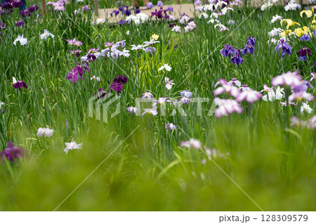 薬師池公園の菖蒲 128309579