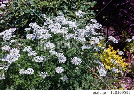 ガーデンで沢山の花を咲かせるオルティア 128309595