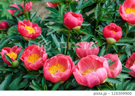 ガーデンに咲く美しく可憐なオレンジ色ののシャクヤクの花 ガーデンに咲く美しく可憐なオレンジ色ののシャクヤクの花 128309900