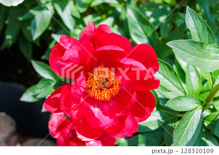 ガーデンに咲く美しく可憐な赤いシャクヤクの花 128310109