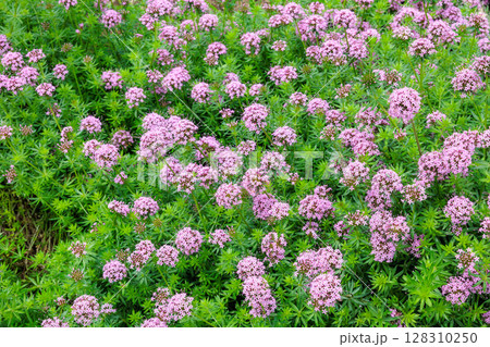 初夏のガーデンで可憐に咲くフオプシス　スティロサ　プリティーピンクの花 128310250