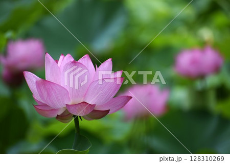 朝方に開花するピンク色の大きな蓮の花 朝方に開花するピンク色の大きな蓮の花 128310269