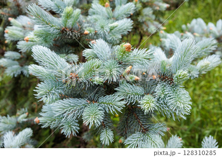 森林の春を迎えたコロラドトウヒの美しい新芽のクローズアップ 128310285
