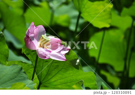 朝方に開花するピンク色の大きな蓮の花 朝方に開花するピンク色の大きな蓮の花 128310891