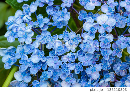 初夏に咲くガーデンの美しいウズアジサイの花 128310898