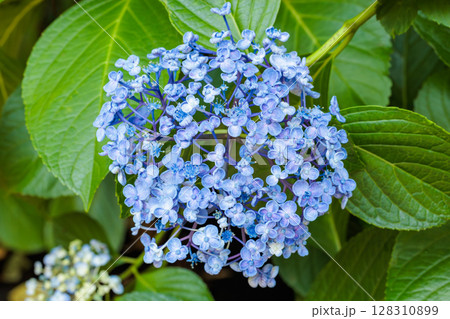 初夏に咲くガーデンの美しいウズアジサイの花 初夏に咲くガーデンの美しいウズアジサイの花 128310899