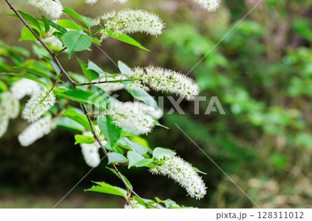 春の森林公園で美しく咲くウワミズザクラの花 春の森林公園で美しく咲くウワミズザクラの花 128311012