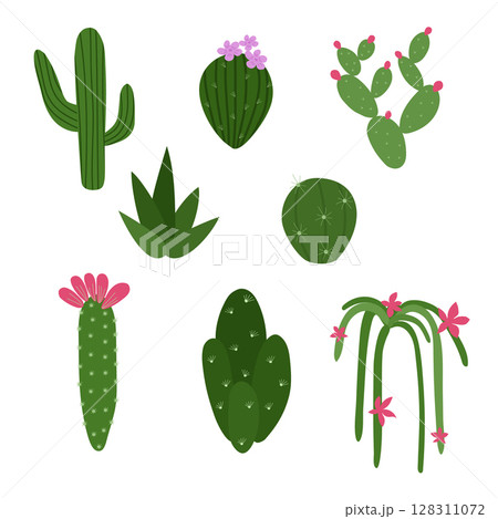 Set of different types of cactus. Green and with flowers. Bright vector illustration. 128311072
