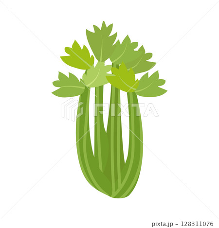 Celery stalk. Healthy food. Vector. In the style of hand drawing. 128311076